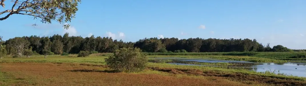 Buckleys Hole Conservation Park Lagoon Bird Watching Bongaree Qld