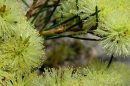 Currimundi Lake Conservation Park