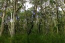 Mooloolah River National Park