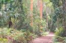 Buderim-palmwoods Heritage Tramway Walk