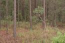 Glass House Mountains Conservation Park