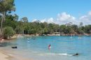 Noosa Spit Dog Beach